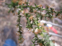 Olearia tubuliflora