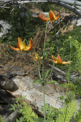 Lilium pardalinum shastense