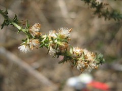 Olearia tubuliflora