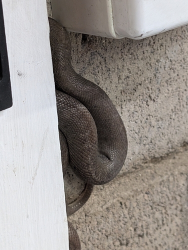 Children's Python
