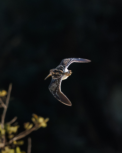 iNaturalist image
