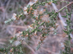 Olearia tubuliflora