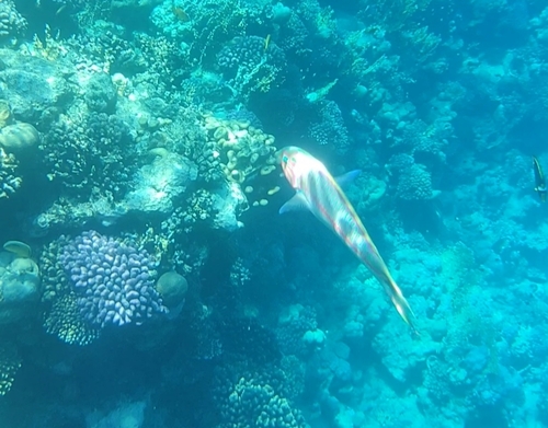 Thalassoma rueppellii