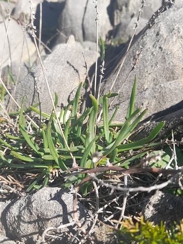 Fleshy Plantain (Plantago crassifolia)
