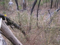 Olearia tubuliflora