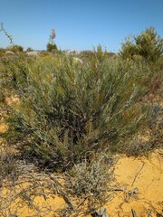 Grevillea hookeriana