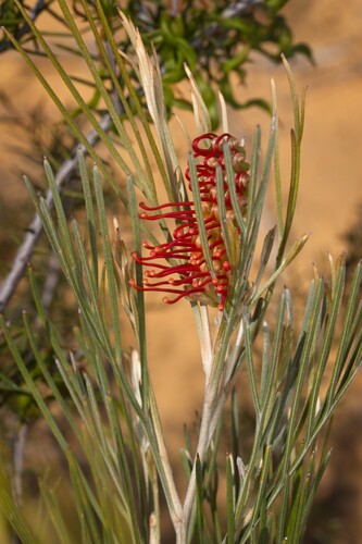Red Tooth Brushes (Grevillea hookeriana)