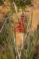 Grevillea hookeriana, photograph (c) Cal Wood, some rights reserved (CC BY)