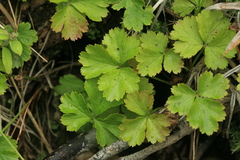 Waldsteinia ternata