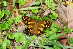 Heteronympha banksii