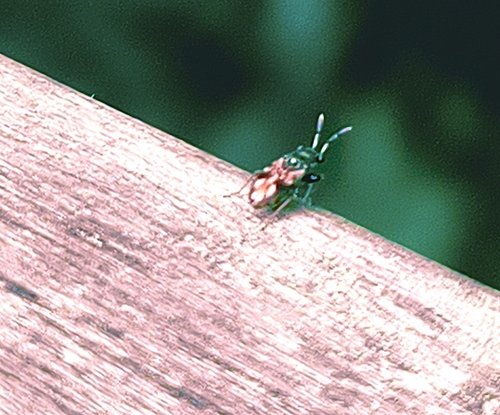 Appolonius observed 2026-04-09