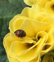 Harmonia axyridis