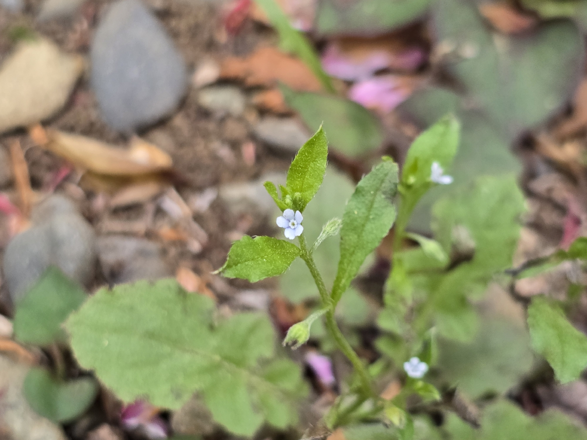 Bothriospermum Zeylanicum (Bothriospermum zeylanicum)