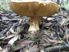 Amanita ochrophylla