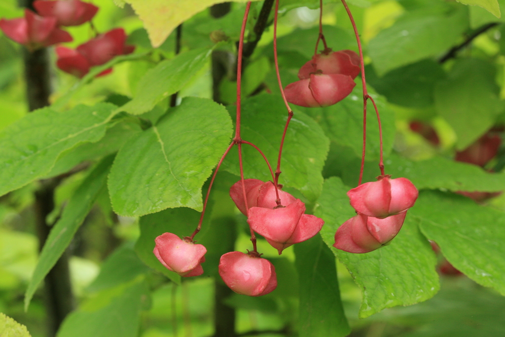 Euonymus × miniatus