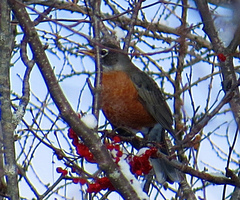 Turdus migratorius image