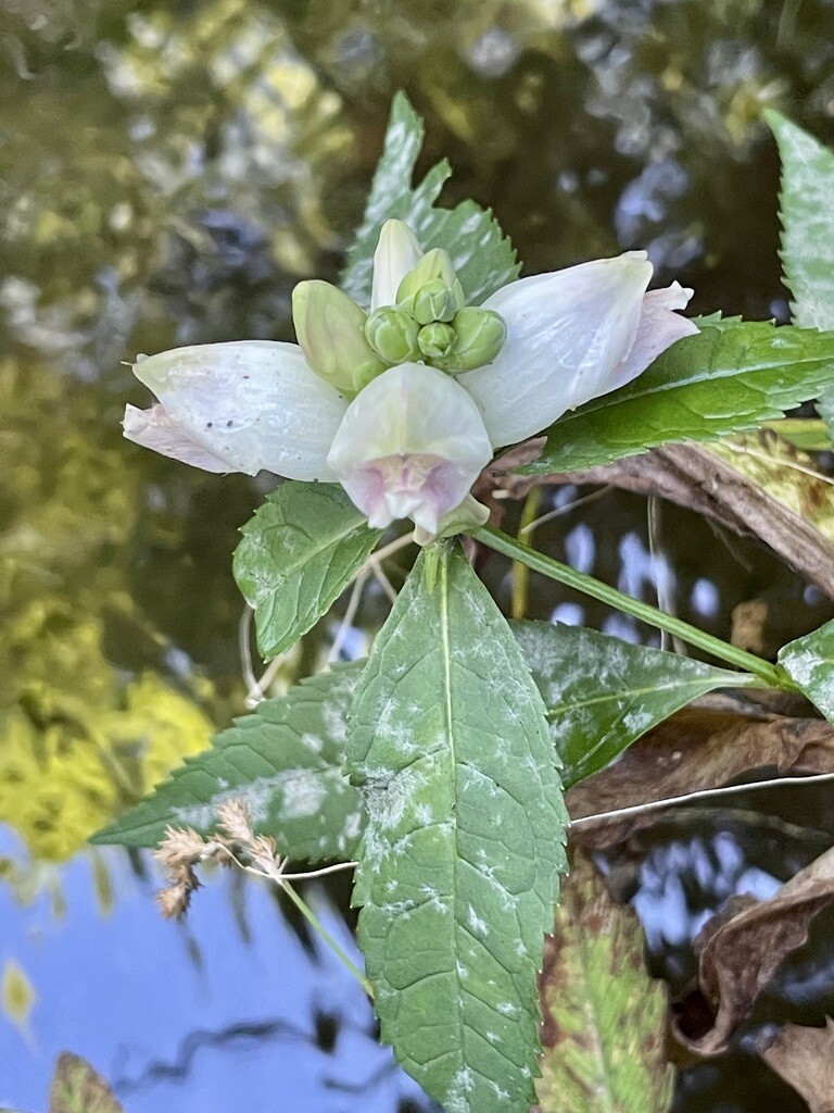 White Turtlehead (Chelone glabra)
