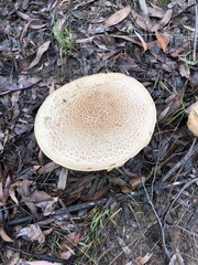 Amanita ochrophylla