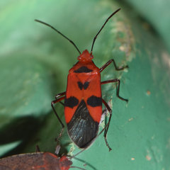 Dysdercus jamaicensis