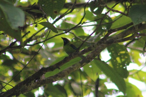 Blue-whiskered Tanager (Tangara johannae), photo 4