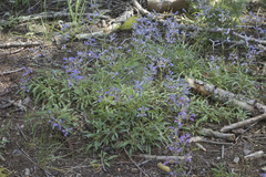 Penstemon gracilentus