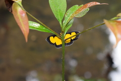 Xanthyris flaveolata