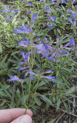 Penstemon gracilentus