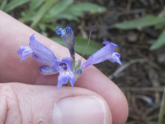 Penstemon gracilentus