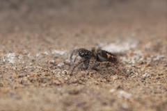 Philaeus chrysops