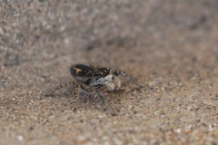 Philaeus chrysops