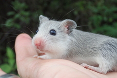 Saccostomus campestris