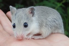 Saccostomus campestris