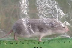 Saccostomus campestris