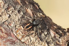 Philaeus chrysops