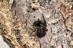 Philaeus chrysops