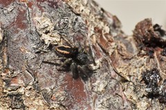 Philaeus chrysops