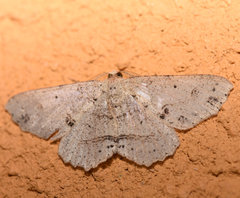 Melanolophiini
