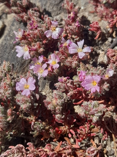 Hairy Sea-heath (Frankenia hirsuta)