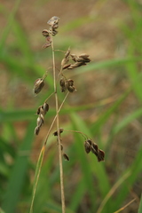 Anthoxanthum glabrum