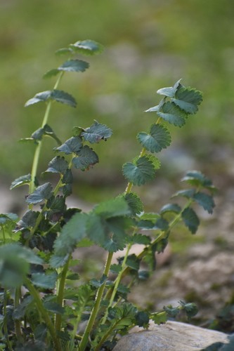 Sanguisorba riparia