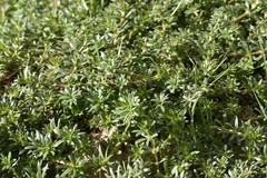 Galium
