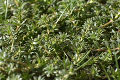 Galium