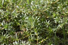 Galium