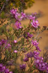 Verticordia picta