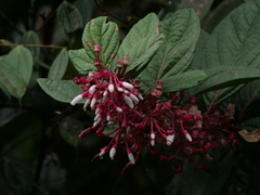 Thibaudia martiniana