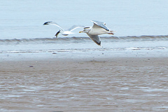 Larus argentatus argentatus