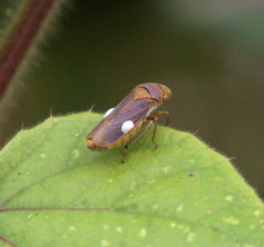 Oncometopia hamiltoni