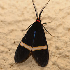 Aclytia heber