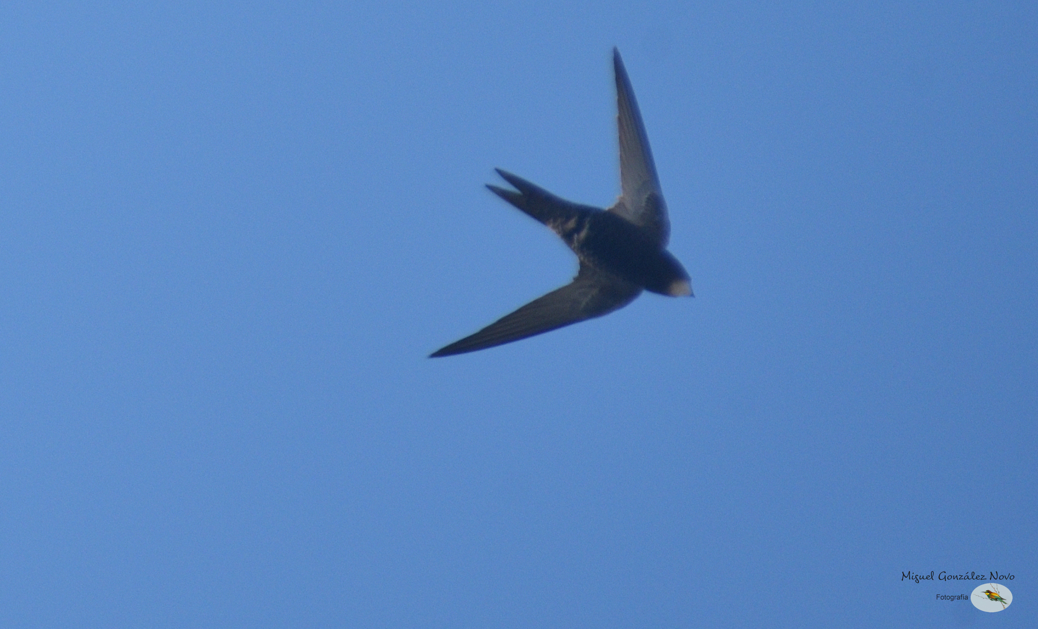 Apus apus (Linnaeus, 1758)