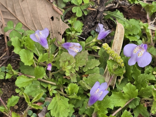 Miquel's Mazus (Mazus miquelii)